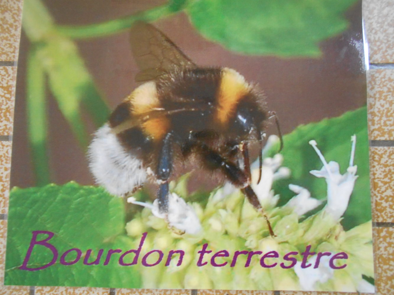 intervention autour “des abeilles”